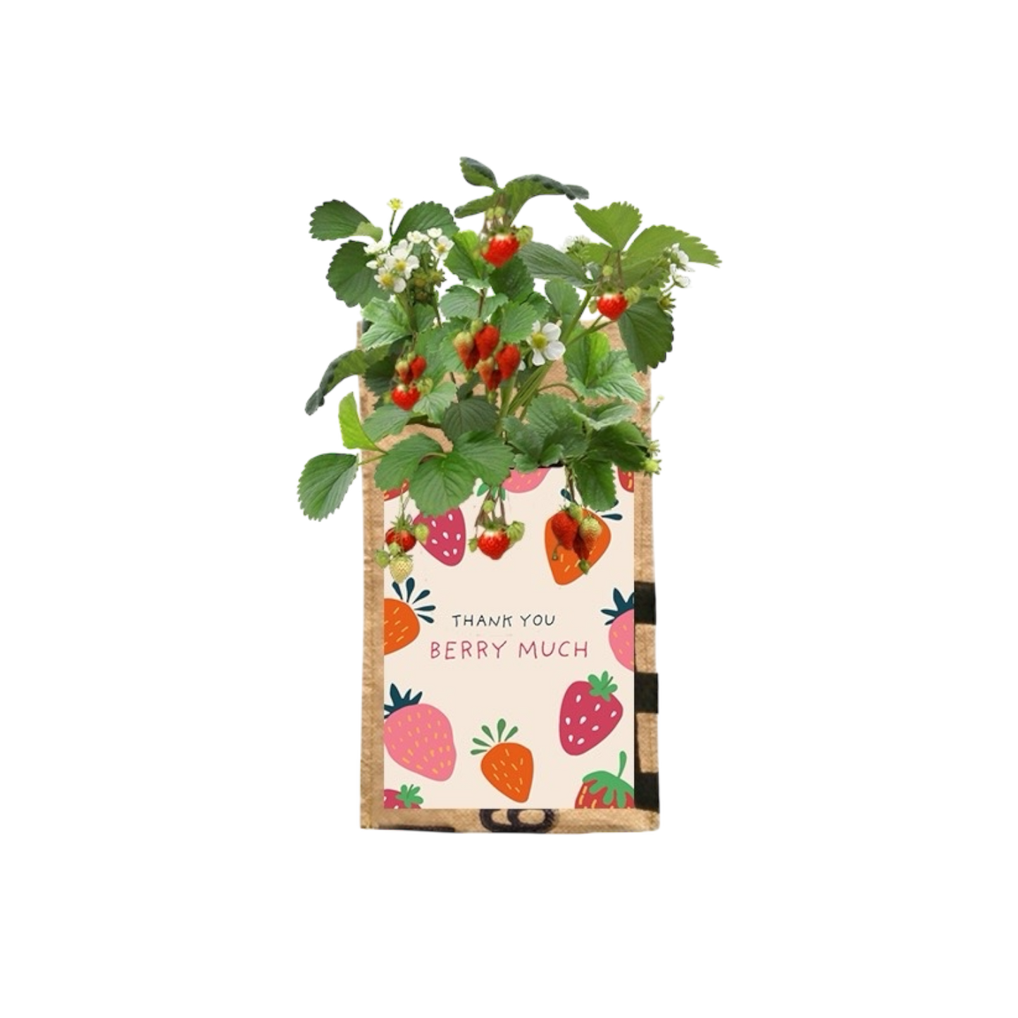Hangtuintje aardbeien
